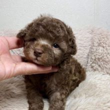 🔴🐶🐶Heart Melting Toy Poodle Babbies for new homes🔴🐶🐶 Image eClassifieds4u 2