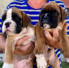 available male and female boxer puppies looking for new homes Image eClassifieds4u 2
