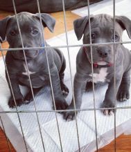 Amazing quality bluenose pitbull puppies ready for adoption