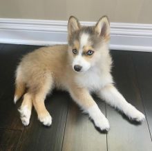 Amazing quality pomsky puppies ready for adoption