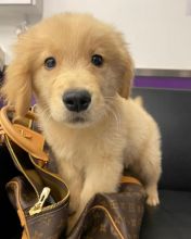 Awesome Golden Retriever Puppies Available For Adoption