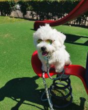 Exceptional Bichon Frise puppies for adoption
