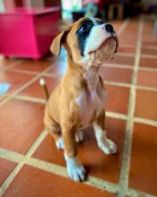 Exceptional Boxer puppies for adoption