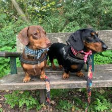Fantastic Male Female dachshund Puppies Now Ready For Adoption