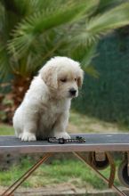 Golden Retriever Puppies Ready For Adoption