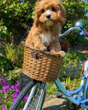 Healthy adorable *Cavapoo* puppies for adoptio