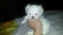 Healthy Male and Female Maltese puppies