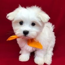 MALTESE PUPPIES FOR ADOPTION