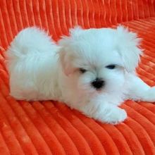 MALTESE PUPPIES FOR ADOPTION