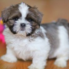 Shitzu puppies for adoption