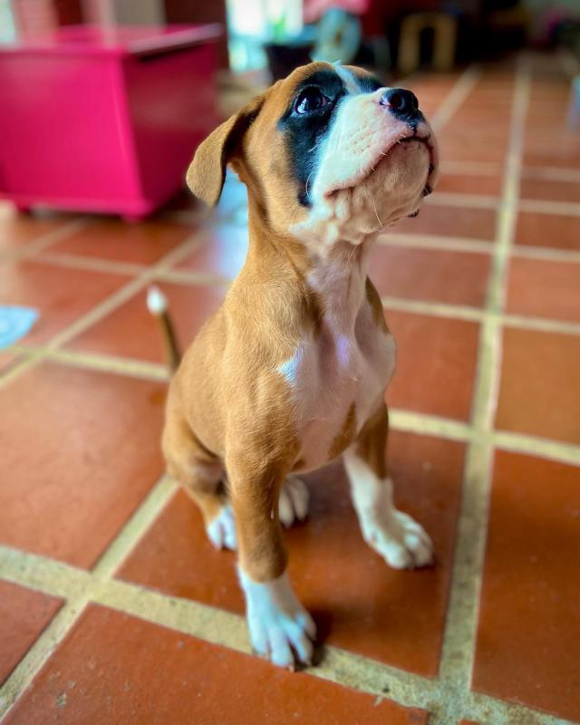 Exceptional Boxer puppies for adoption Image eClassifieds4u