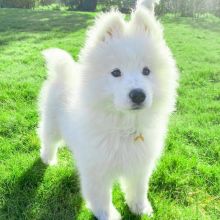SAMOYED PUPPIES FOR ADOPTION Image eClassifieds4U