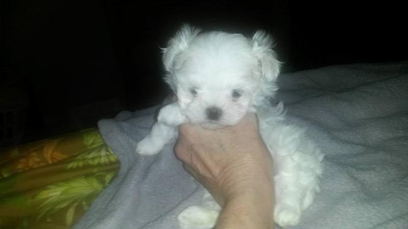 Maltese Puppies Ready for New Family Image eClassifieds4u