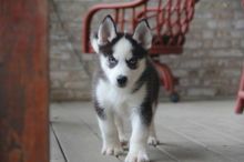 Blue-Eyed, Black and white Siberian Husky puppies