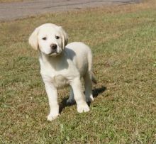 Gorgeous Labrador Retriever Puppies