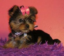 shwana yorkie for sale