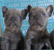 Blue/Grey French Bulldog Puppies Call/Text (514) 416-4127