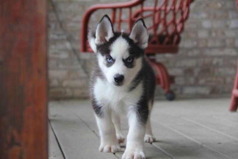 Blue-Eyed, Black and white Siberian Husky puppies Image eClassifieds4u