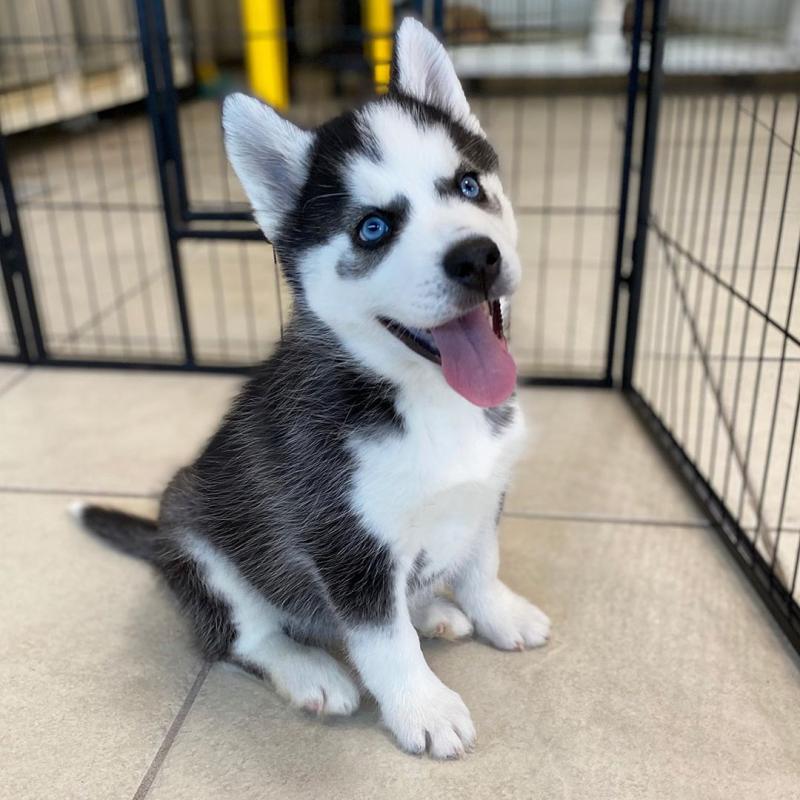 Blue Eyes Siberian Husky Puppies Available Image eClassifieds4u