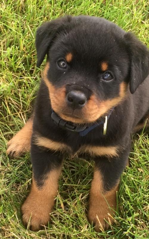 German Rottweiler Puppies Available Call/Text (514) 416-4127 Image eClassifieds4u