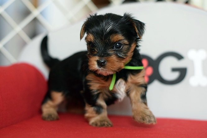 Teacup Yorkie Puppies Available Call/Text (514) 416-4127 Image eClassifieds4u