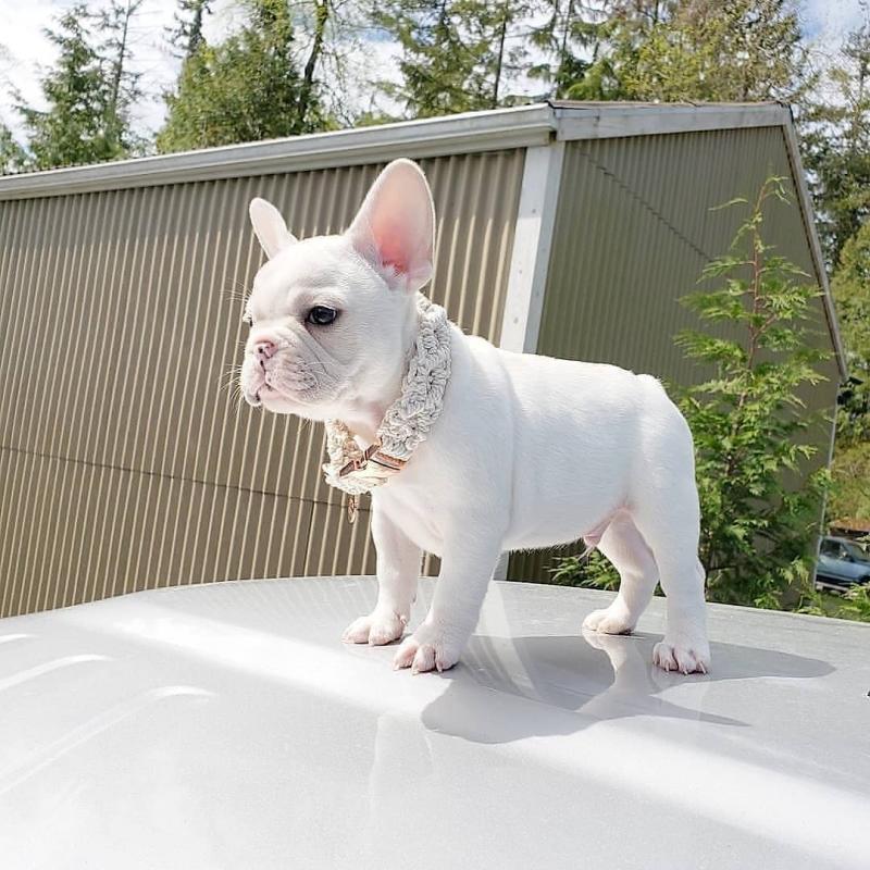 💛​💚​💙​💜💛​💚​Beautiful French Bulldog puppies💛​💚​💙​💜💛 Image eClassifieds4u
