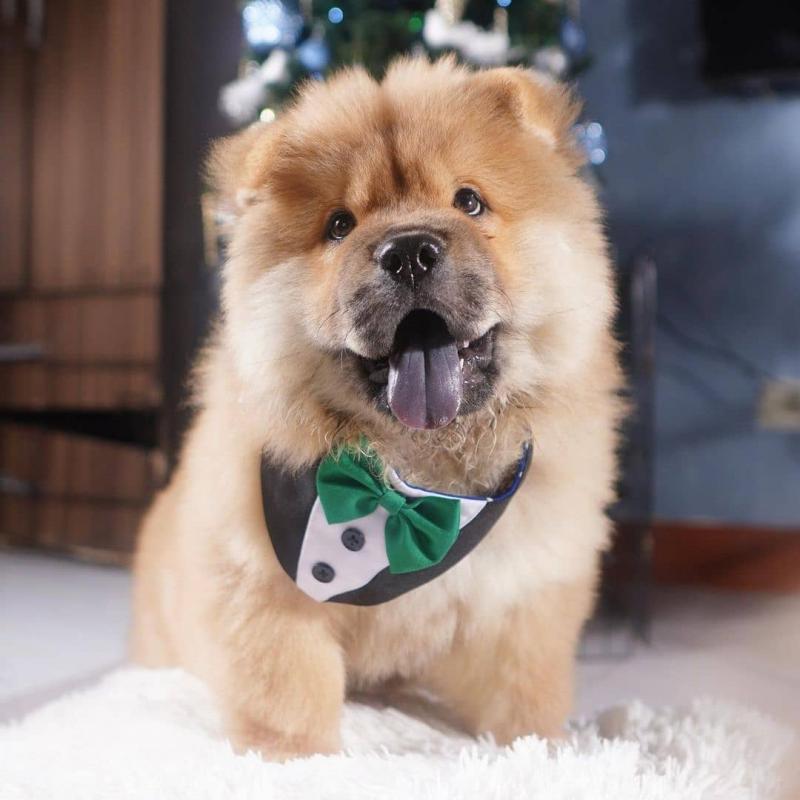 💛​💚​💙​💜💛​LOVELY Chow Chow PUPPIES💛​💚​💙​💜💛​ Image eClassifieds4u
