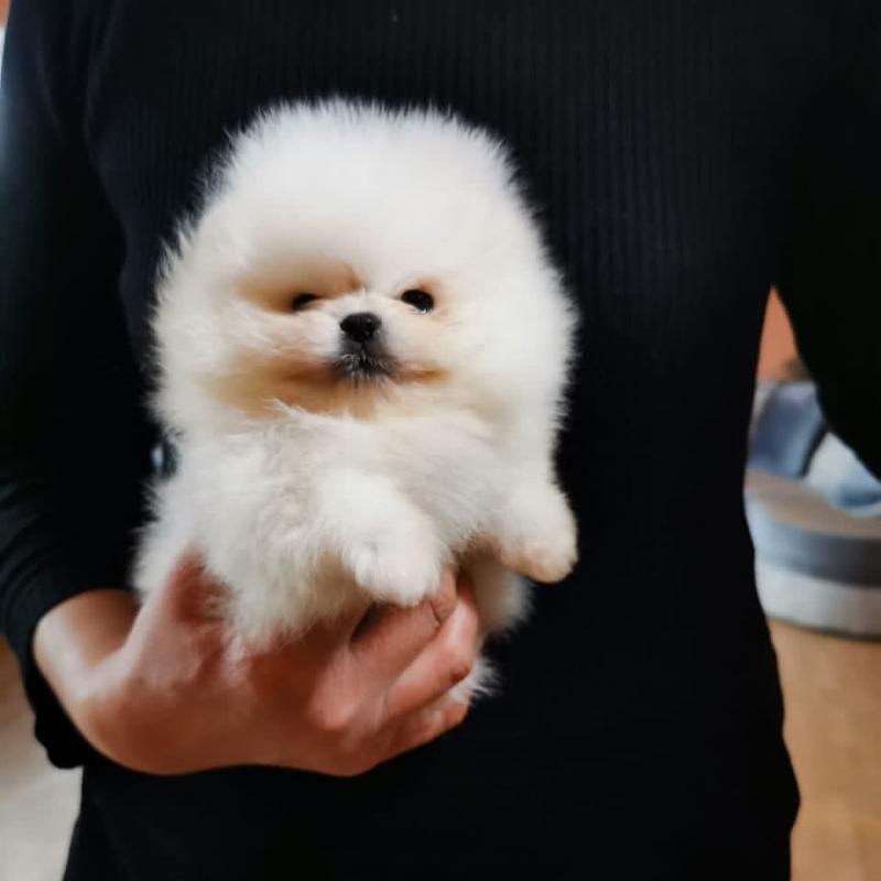 💛​💚​💙​💜💛​Pomeranian puppies available💛​💚​💙​💜💛​ Image eClassifieds4u