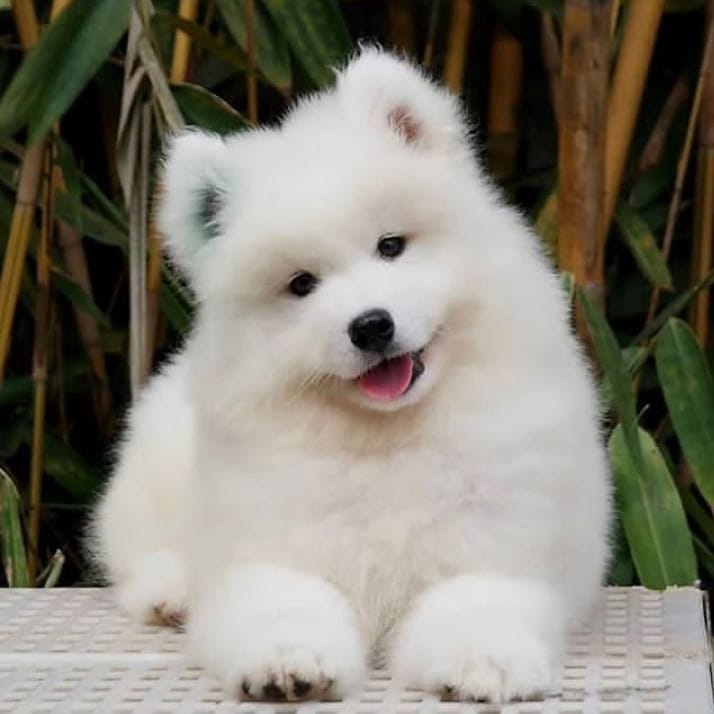 🦋🦋🦋These Mind-Blowing Samoyed puppies available To go now 🦋🦋🦋 Image eClassifieds4u