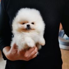 💛​💚​💙​💜💛​Pomeranian puppies available💛​💚​💙​💜💛​
