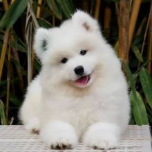 🦋🦋🦋These Mind-Blowing Samoyed puppies available To go now 🦋🦋🦋