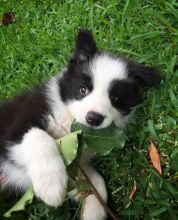 Adorable Border Collie Puppies For You