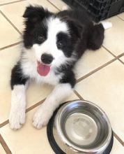 Adorable Border Collie Puppies For You