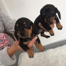 AKC Cute and Exotic Miniature Dachshund Puppies