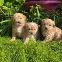 Apricot Red Maltipoo Champion Puppies Puppy for sale