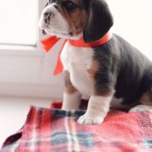 BEAGLE PUPS, PUREBRED, MALES & FEMALES, READY TO GO NOW