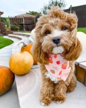 Cavapoo puppies ready now EMAIL TO {shellawayne43@gmail.com }