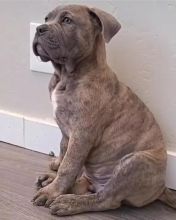 Italian Cane Corso Mastiff - Christmas Puppy