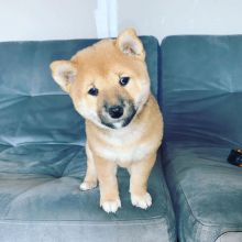 Shiba Inu puppies for sale ~Petie & Petra~