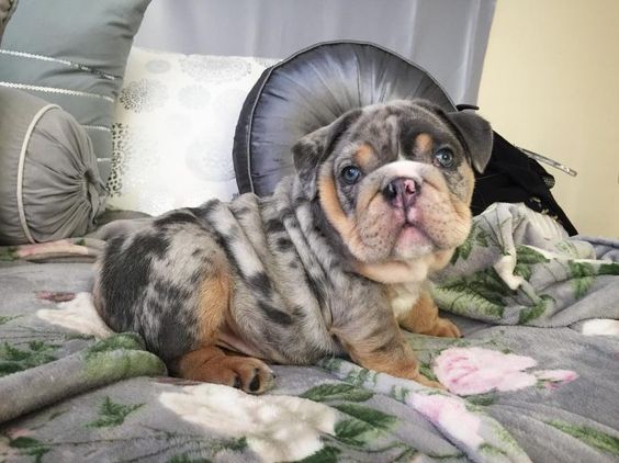 English Bulldog Puppies For Sale Male & Females Available Best Discount Image eClassifieds4u