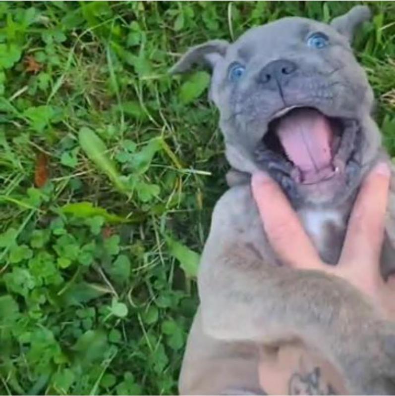 Italian Cane Corso Mastiff - Christmas Puppy Image eClassifieds4u