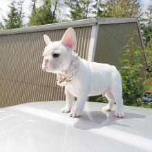 💛​💚​💙​💜💛​💚​Beautiful French Bulldog puppies💛​💚​💙​💜💛 Image eClassifieds4U