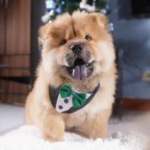 πβπβπβππβLOVELY Chow Chow PUPPIESπβπβπβππβ Image eClassifieds4U