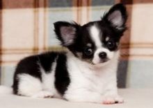 πβπβπβππStunning Chihuahua Puppiesπβπβπβππ Image eClassifieds4U