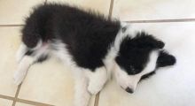 Adorable Border Collie Puppies For You Image eClassifieds4u 2