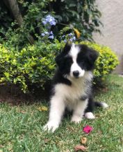 Adorable Border Collie Puppies For You Image eClassifieds4u 2