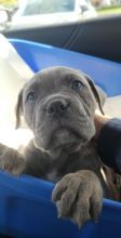 Italian Cane Corso Mastiff - Christmas Puppy Image eClassifieds4u 2