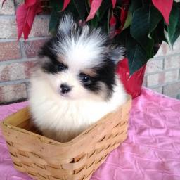 Pomeranian puppies ready for their new homes Image eClassifieds4u