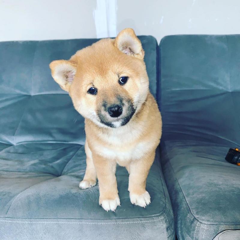 Shiba Inu puppies for sale ~Petie & Petra~ Image eClassifieds4u
