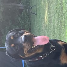 looking for a rottweiler stud for breeding to my girl
